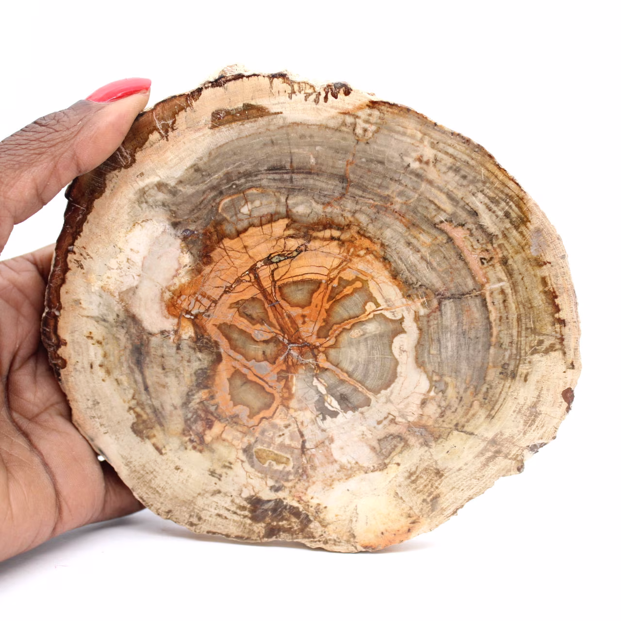 Scheibe versteinerten Holzes aus Madagaskar - Wissenschaftliches Objekt