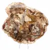 Große Scheibe versteinertes Holz – Majunga-Sammlung - 1