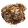Große Scheibe versteinertes Holz – Majunga-Sammlung - 2