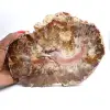 Fossilisiertes Holz aus Madagaskar – Große polierte Scheibe - 0