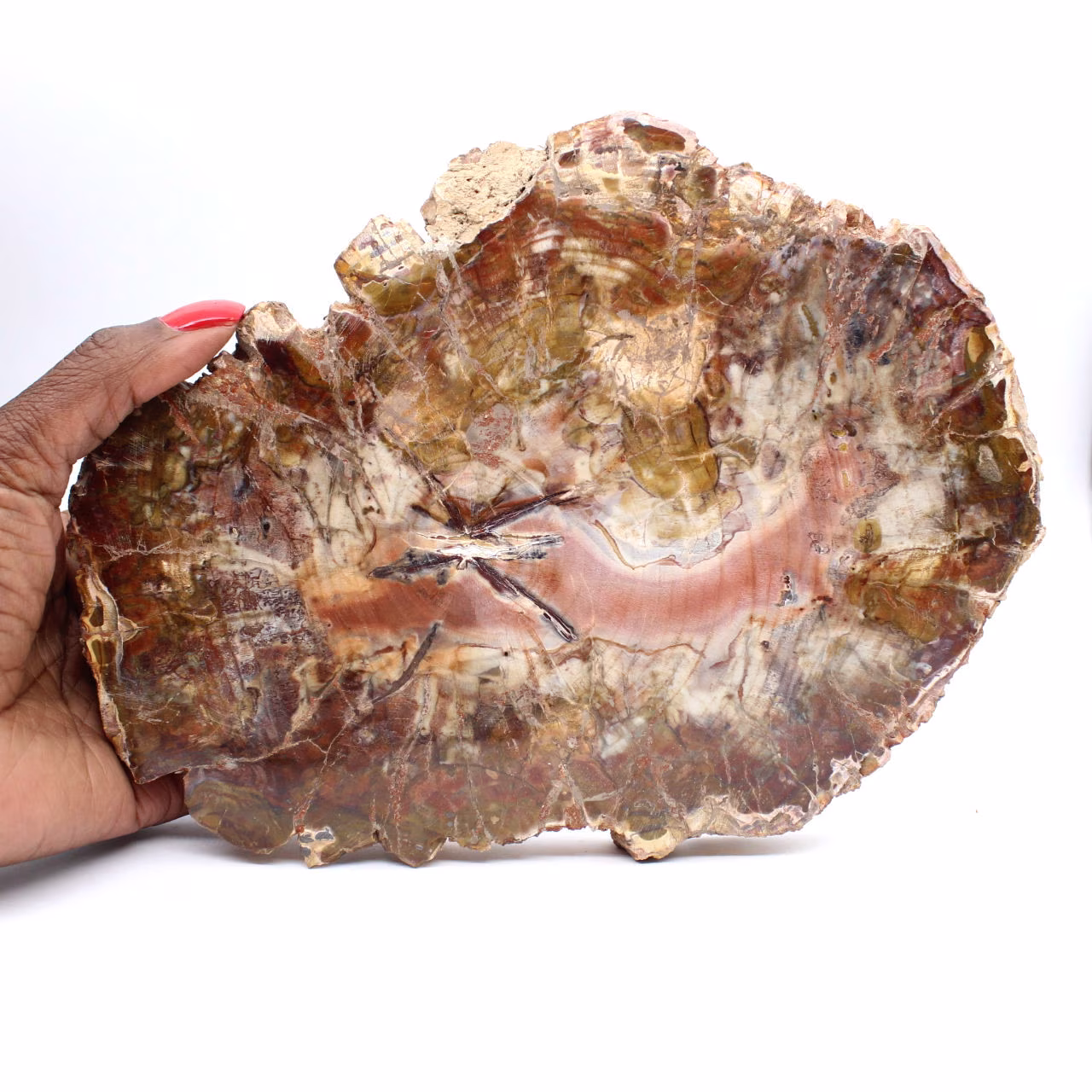 Fossilisiertes Holz aus Madagaskar – Große polierte Scheibe