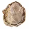 Scheibe versteinertes madagassisches Holz – Mineralästhetik - 1