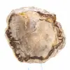 Scheibe versteinertes madagassisches Holz – Mineralästhetik - 2