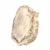 Scheibe versteinertes madagassisches Holz – Mineralästhetik - 3