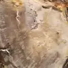 Scheibe versteinertes madagassisches Holz – Mineralästhetik - 4