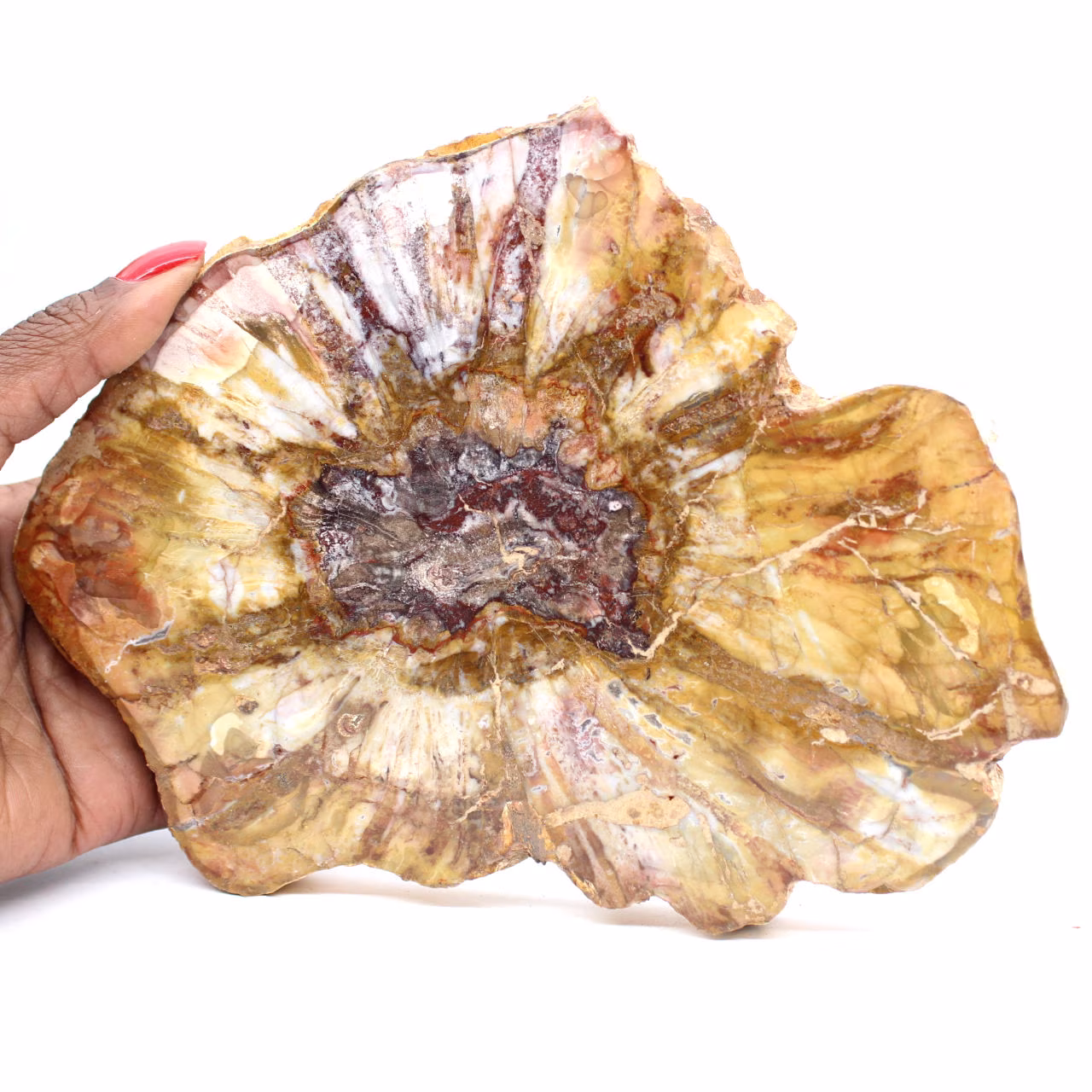Polierter Abschnitt aus fossilem Holz – Mineral aus Majunga