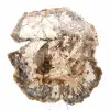 Große Scheibe versteinertes Holz aus Madagaskar – ein außergewöhnliches Stück - 1