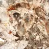 Große Scheibe versteinertes Holz aus Madagaskar – ein außergewöhnliches Stück - 4