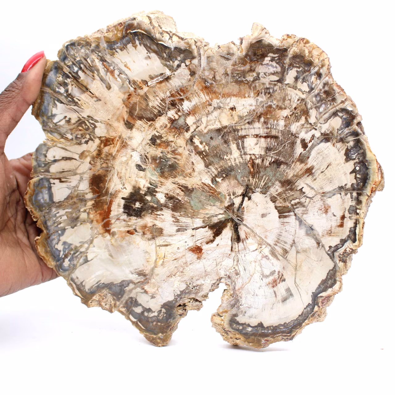 Große Scheibe versteinertes Holz aus Madagaskar – ein außergewöhnliches Stück