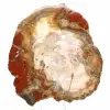 Versteinertes Holz aus Madagaskar – Quadratische Scheibe für Sammler - 1