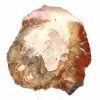 Versteinertes Holz aus Madagaskar – Quadratische Scheibe für Sammler - 2
