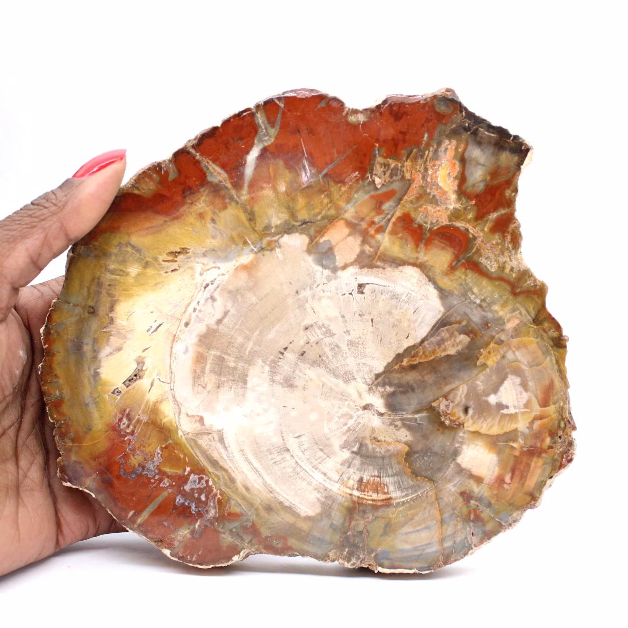 Versteinertes Holz aus Madagaskar – Quadratische Scheibe für Sammler