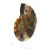 Poliertes Ammonitenfossil: Sammlerstück - 2