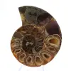 Echter Mahajanga-Ammonit mit polierter Oberfläche - 1