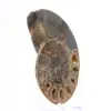 Echter Mahajanga-Ammonit mit polierter Oberfläche - 3