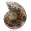 Polierter Ammonit: Marine Geometrie Madagaskars - 1
