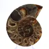 Fossiler Kopffüßer Ammonit: Polierte/Rohe Dualität - 1