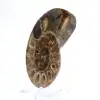 Fossiler Kopffüßer Ammonit: Polierte/Rohe Dualität - 2