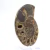 Fossiler Kopffüßer Ammonit: Polierte/Rohe Dualität - 3