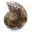 Polierter Ammonit: Marine Geometrie Madagaskars — 1