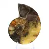 Natürlicher Ammonit aus Madagaskar – Ausstellungsstück - 1