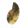 Natürlicher Ammonit aus Madagaskar – Ausstellungsstück - 2
