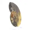 Natürlicher Ammonit aus Madagaskar – Ausstellungsstück - 3