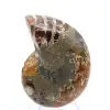 Ammonit aus Madagaskar: Mineralogisches Exemplar - 0