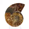 Ammonit aus Madagaskar: Mineralogisches Exemplar - 1