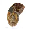 Ammonit aus Madagaskar: Mineralogisches Exemplar - 2