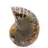 Ammonit aus Madagaskar: Mineralogisches Exemplar