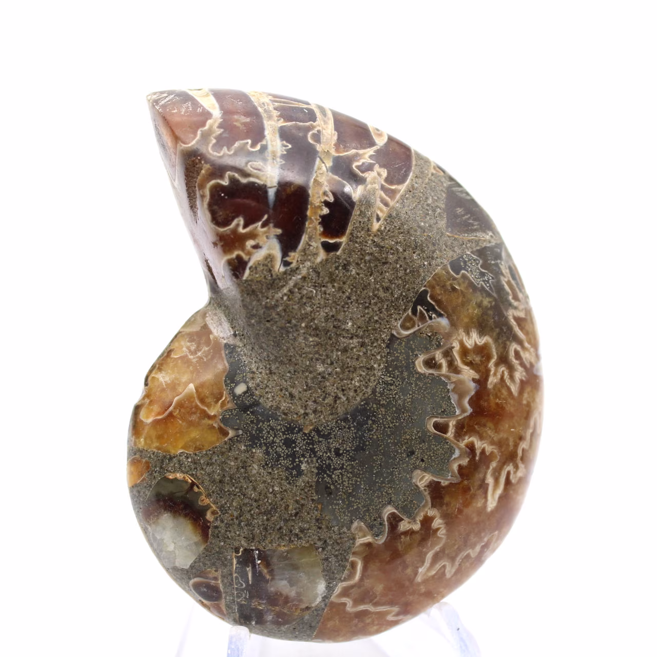 Ammonit aus Madagaskar: Mineralogisches Exemplar