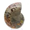 Authentischer, fossilisierter Ammonit: Handgefertigte Oberfläche - 0