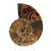 Authentischer, fossilisierter Ammonit: Handgefertigte Oberfläche - 1