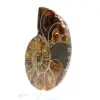 Authentischer, fossilisierter Ammonit: Handgefertigte Oberfläche - 2