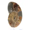 Authentischer, fossilisierter Ammonit: Handgefertigte Oberfläche - 3
