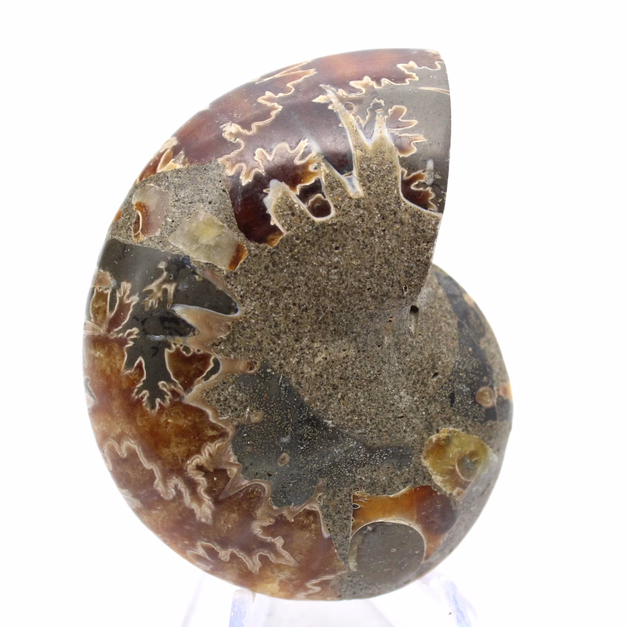 Authentischer, fossilisierter Ammonit: Handgefertigte Oberfläche