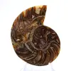 Kleiner Ammonit aus Madagaskar: Mineralische Reinheit - 1