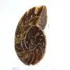 Kleiner Ammonit aus Madagaskar: Mineralische Reinheit - 2