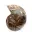 Polierter Ammonit: Marine Geometrie Madagaskars — 2