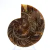 Fossiler Ammonit: Kontrast natürlicher Texturen - 1