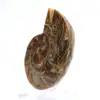 Fossiler Ammonit: Kontrast natürlicher Texturen - 2