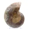 Poliertes Ammonitenfossil: Licht von Mahajanga - 0