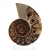 Poliertes Ammonitenfossil: Licht von Mahajanga - 1