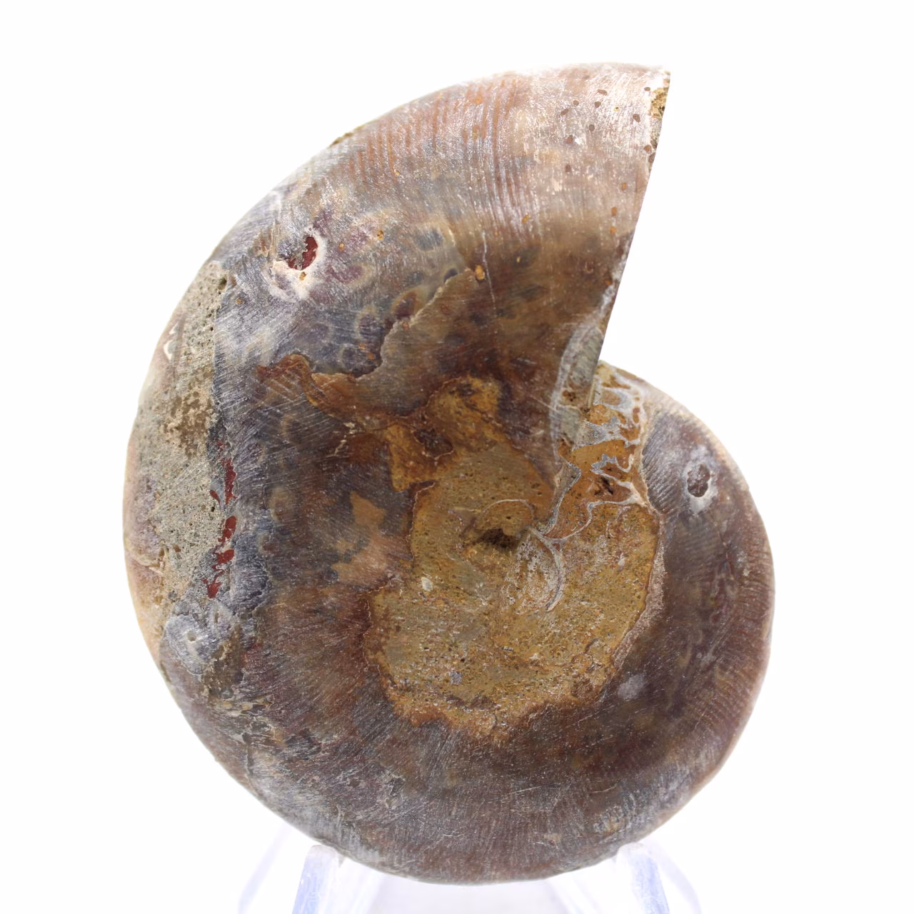 Poliertes Ammonitenfossil: Licht von Mahajanga