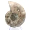 Fossilisierter Kopffüßer: Doppelseitiger Ammonit - 0