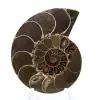 Fossilisierter Kopffüßer: Doppelseitiger Ammonit - 1