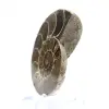 Fossilisierter Kopffüßer: Doppelseitiger Ammonit - 2