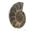 Fossilisierter Kopffüßer: Doppelseitiger Ammonit - 3