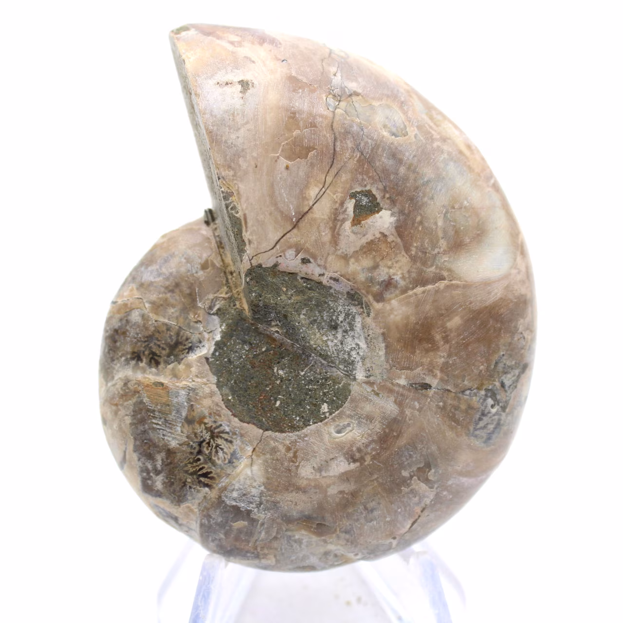 Fossilisierter Kopffüßer: Doppelseitiger Ammonit